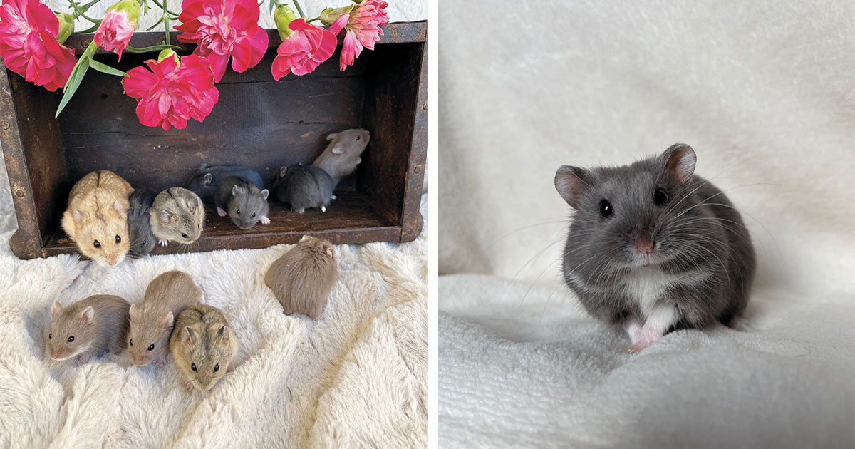 Ung engagerad  hamsteruppfödare  med hjärta för de små