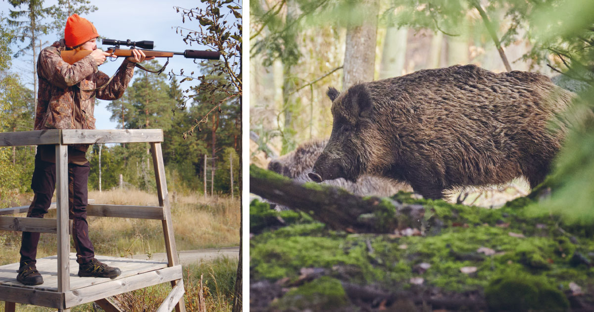 Jägarlycka på Bogesund